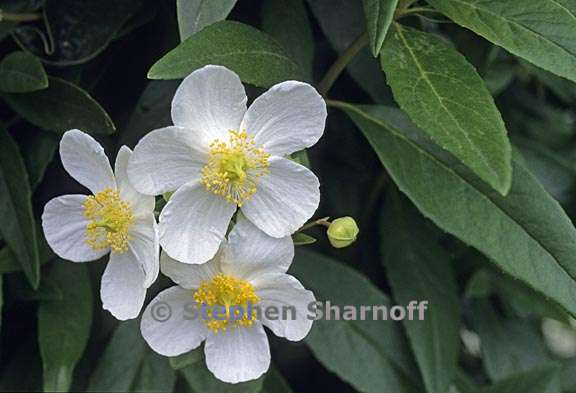 carpenteria californica 1 graphic